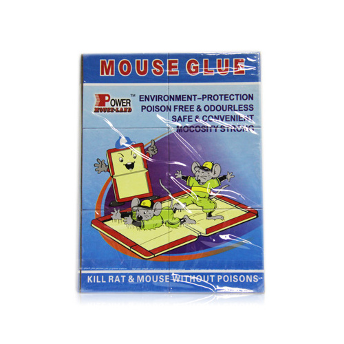 Expert Catch Mouse Glue